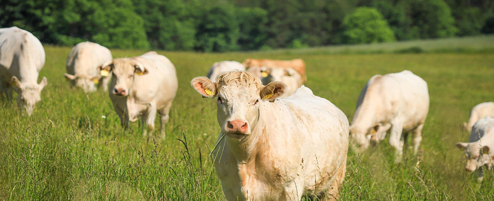 Bio-T kit® Lumpy Skin Disease DIVA devient Bio-T kit® Lumpy Skin Disease DIVA V1